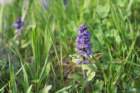 april_1011_small.jpg