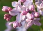 april_1020_small.jpg