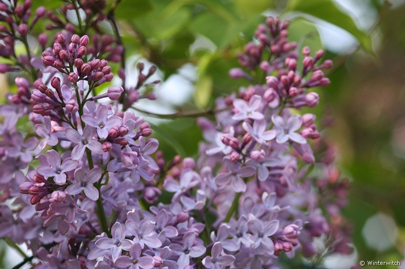 Detail Fliederbl�tendolde violett