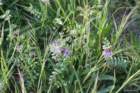 april_106_small.jpg