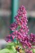 april_107_small.jpg