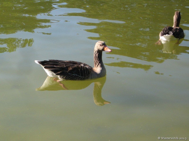 pantenunblomen_hamburg_20136.jpg