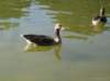 pantenunblomen_hamburg_20136_small.jpg