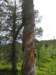 siljan08fjell33_small.jpg