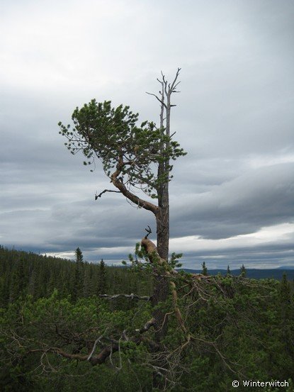 siljan08fjell36.jpg