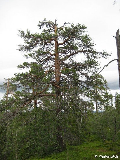 siljan08fjell39.jpg