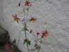 siljan08hildasholm53_small.jpg