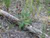 siljan08outback11_small.jpg