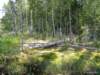 siljan08outback12_small.jpg