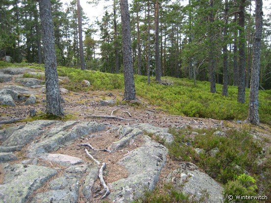 siljan08sollern_naturum36.jpg