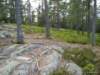 siljan08sollern_naturum36_small.jpg
