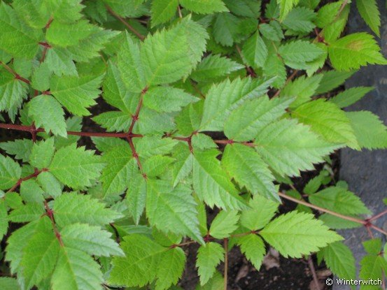 siljan08sundborn14.jpg